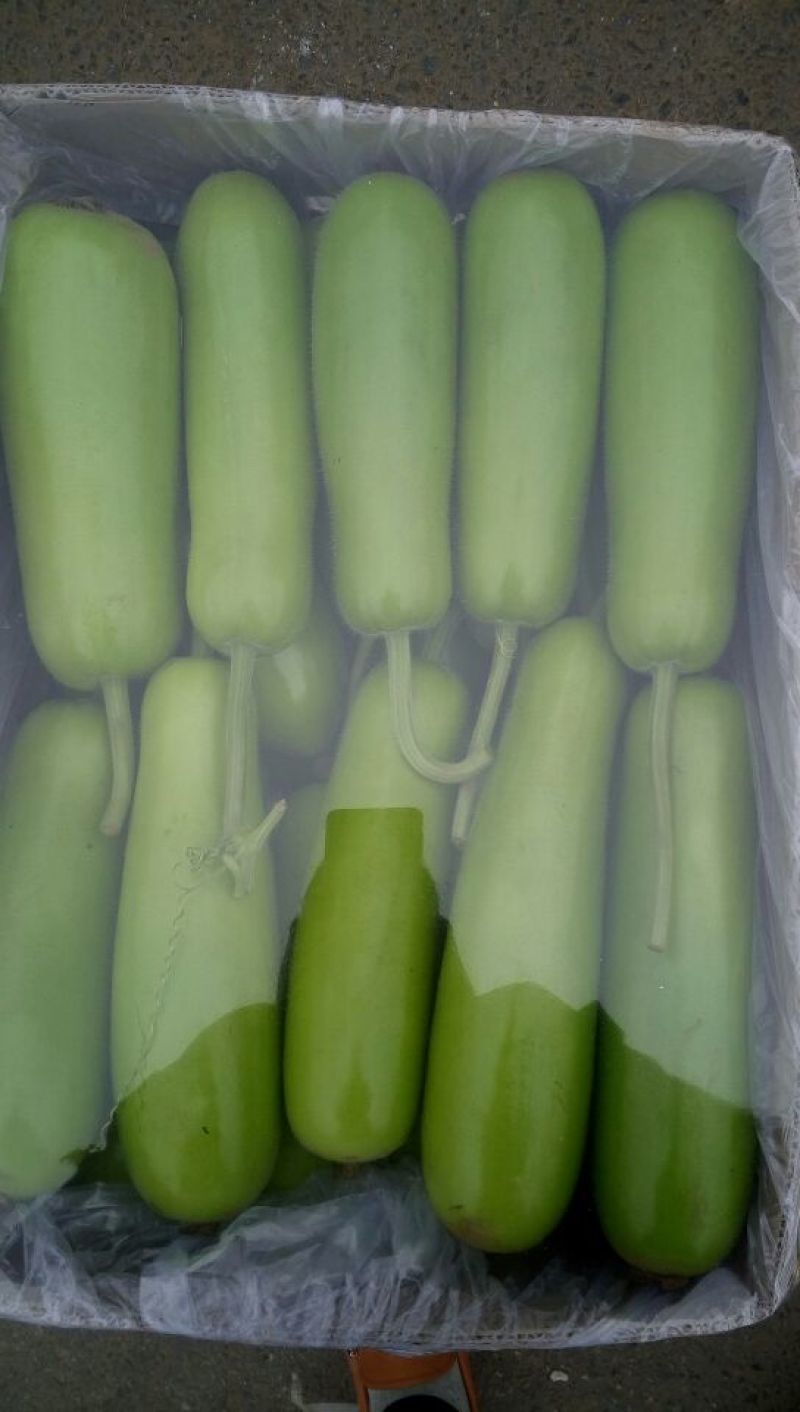瓠瓜20~30cm6~7cm