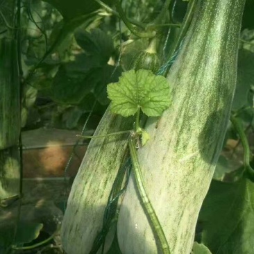 羊角蜜甜瓜0.5斤以上