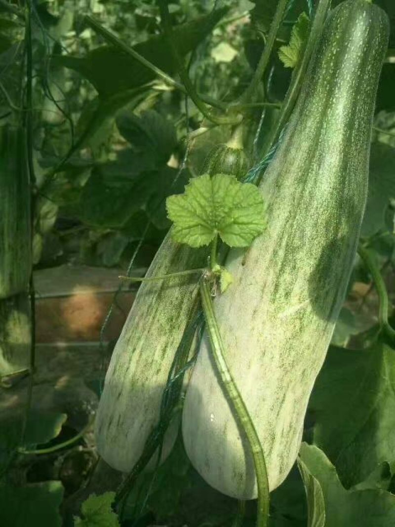 羊角蜜甜瓜0.5斤以上