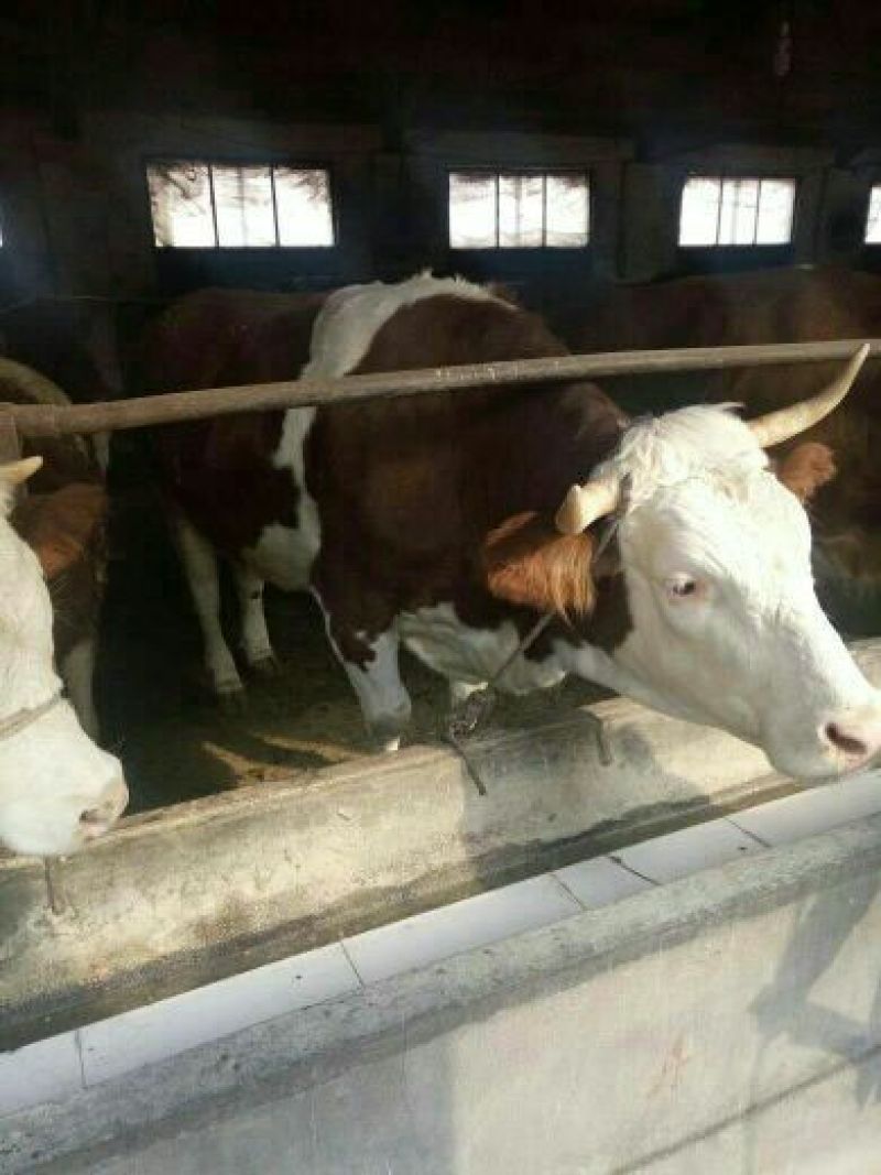 肉牛200斤以下