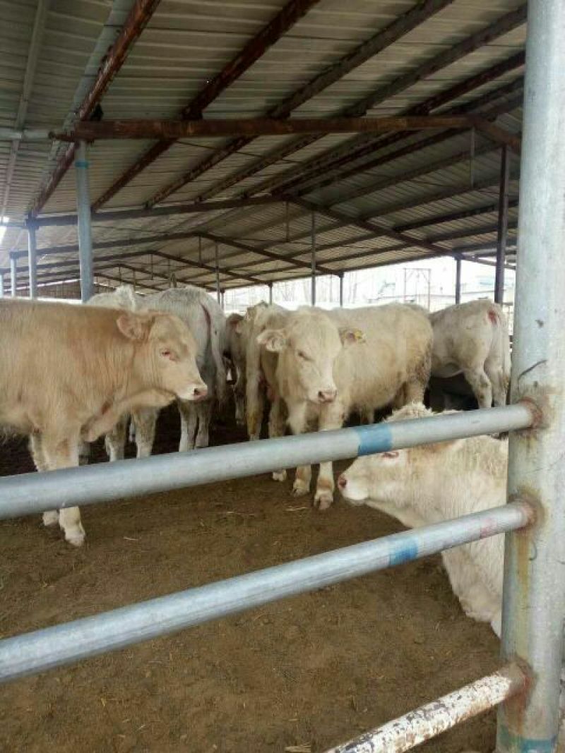 肉牛200斤以下