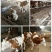 肉牛200斤以下