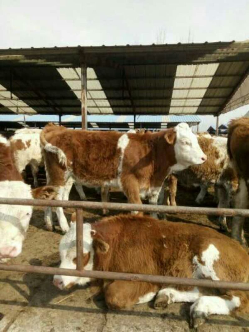 肉牛200斤以下