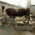 肉牛200斤以下