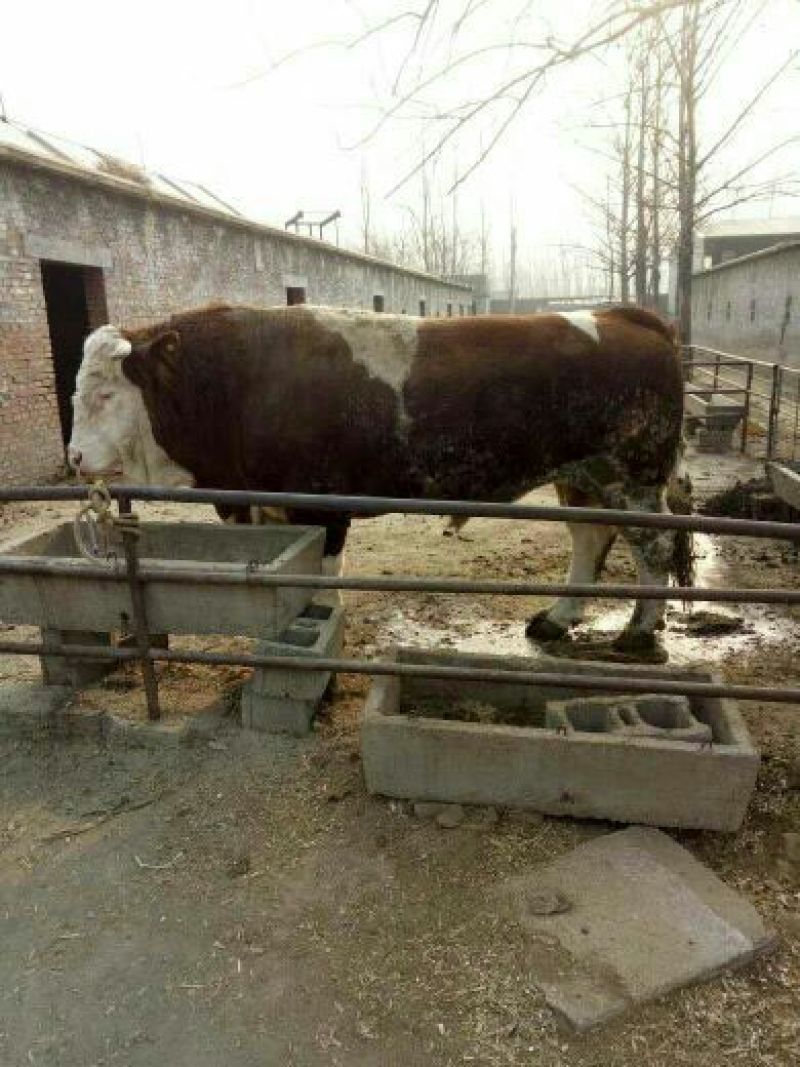 肉牛200斤以下