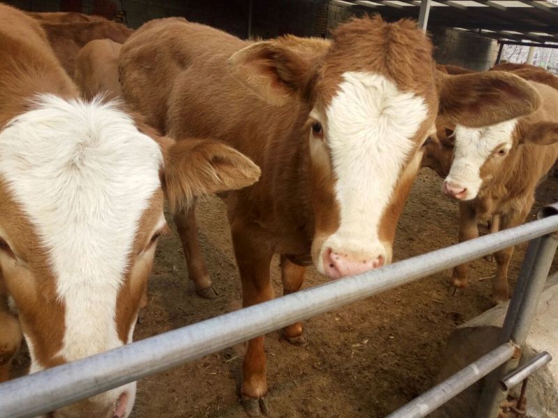 肉牛200斤以下