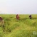油菜籽1
