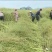 油菜籽1