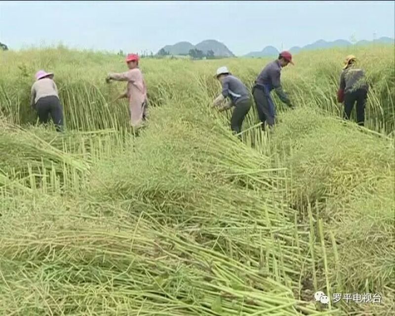 油菜籽1