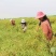油菜籽1