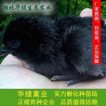 鸡苗