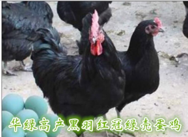 鸡苗