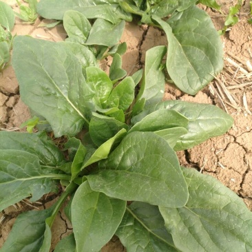 大叶菠菜20~25厘米