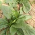大叶菠菜20~25厘米