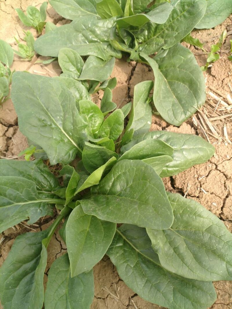 大叶菠菜20~25厘米