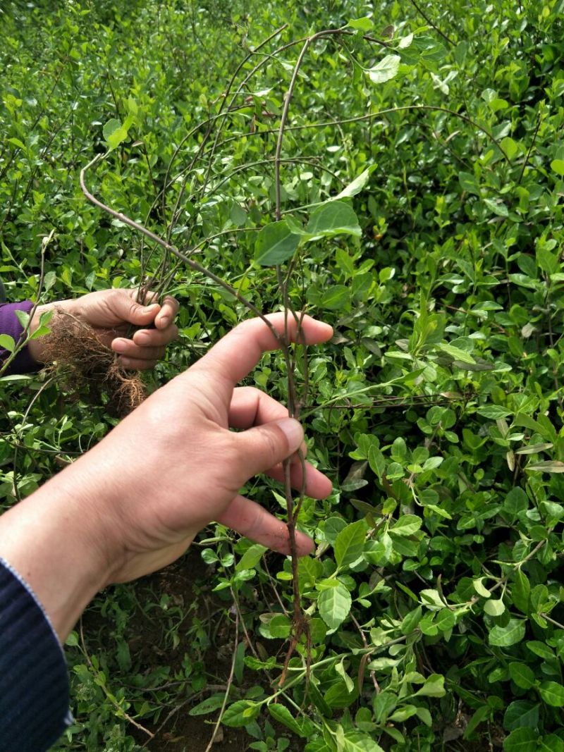扶芳藤卫矛小叶扶芳藤大叶扶芳藤分枝2-5