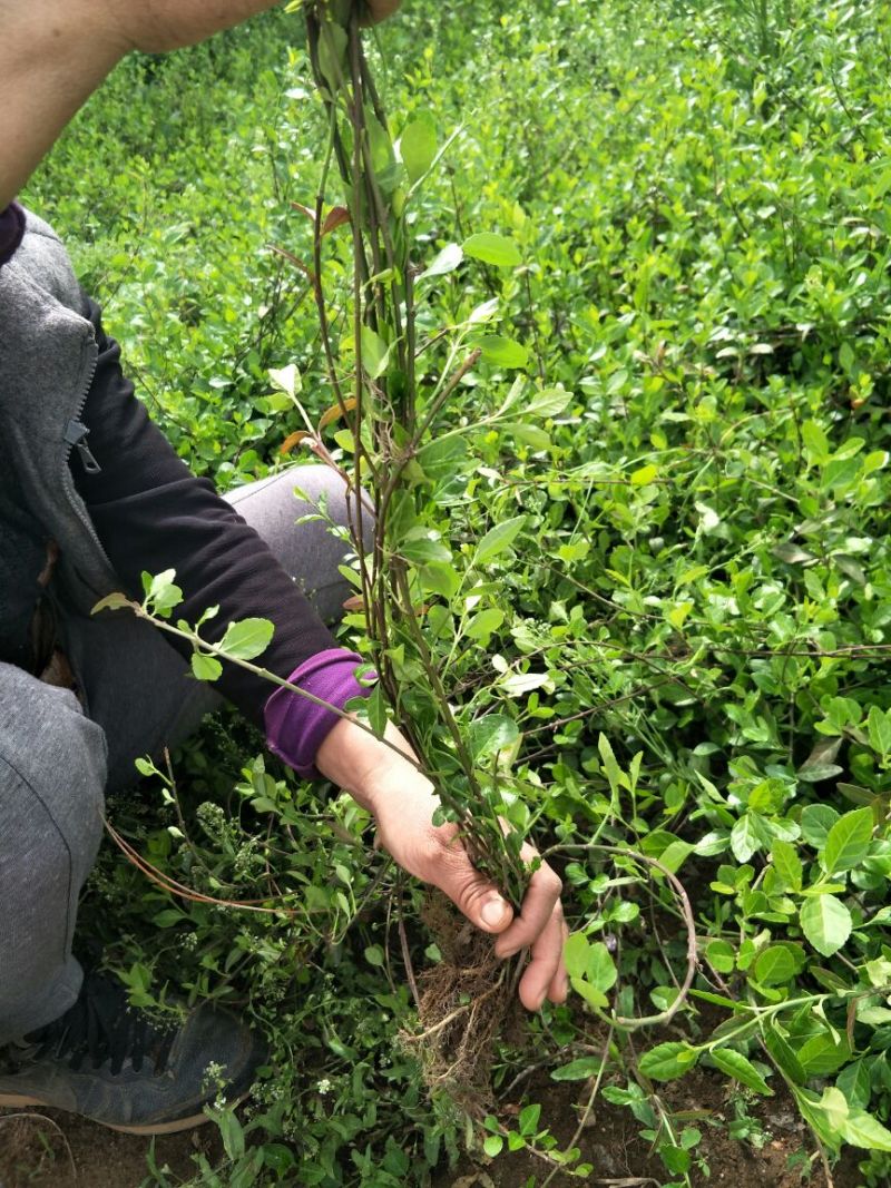 扶芳藤卫矛小叶扶芳藤大叶扶芳藤分枝2-5