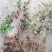 扶芳藤卫矛小叶扶芳藤大叶扶芳藤分枝2-5