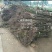 核桃苗纯正嫁接两年苗，品种香玲，强特，辽核