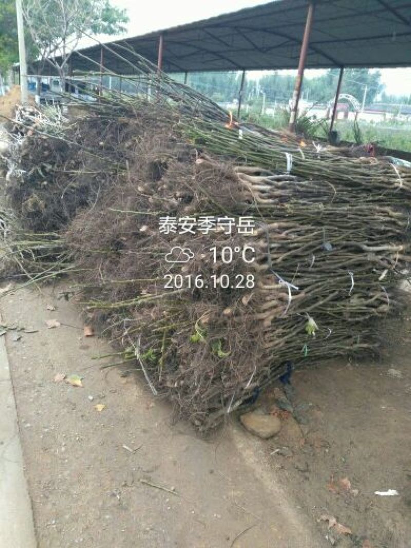 核桃苗纯正嫁接两年苗，品种香玲，强特，辽核