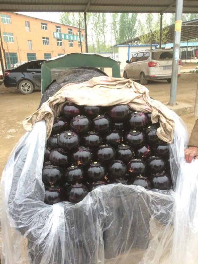 原产地紫光圆茄5两以上，货量充足，发往全国各地。