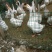 扬州白鹅鹅苗250g以下