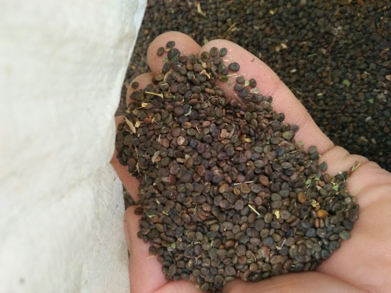 黄芪种子90%以上