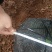 银杏实生树1~2米8~10cm4米以上欢迎咨询