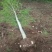 银杏实生树1~2米8~10cm4米以上欢迎咨询