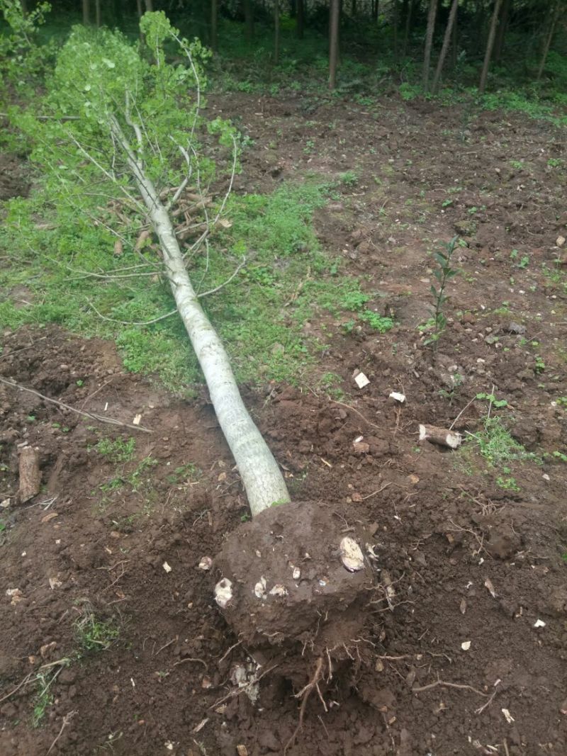 银杏实生树1~2米8~10cm4米以上欢迎咨询