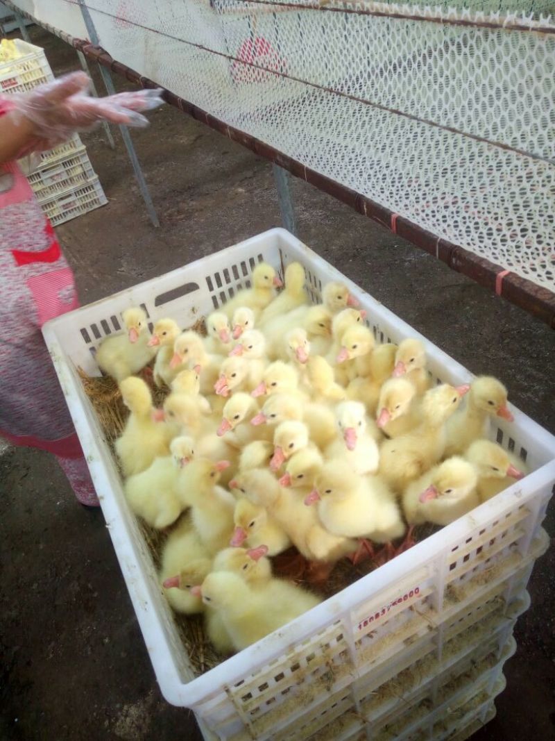 泰州白鹅鹅苗250g以上