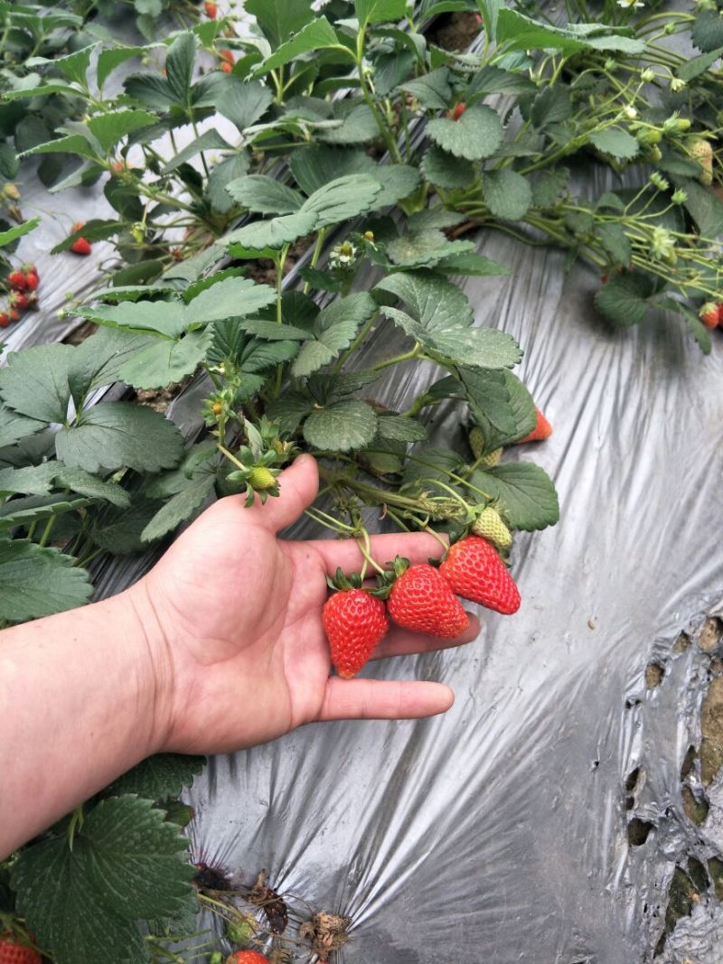 妙香7号草莓苗妙香草莓苗草莓苗一手货源品种纯