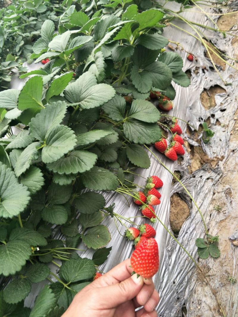 妙香7号草莓苗妙香草莓苗草莓苗一手货源品种纯