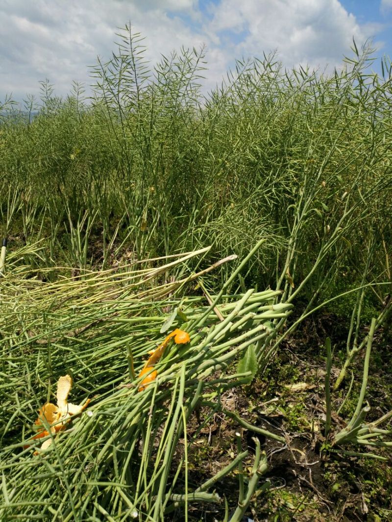 油菜籽1