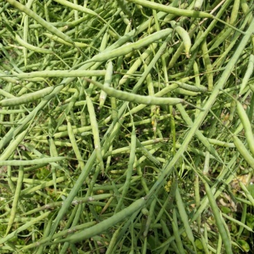 油菜籽1