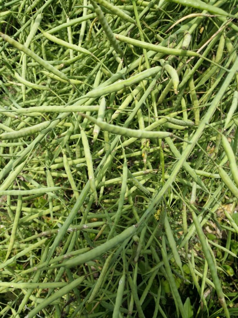 油菜籽1