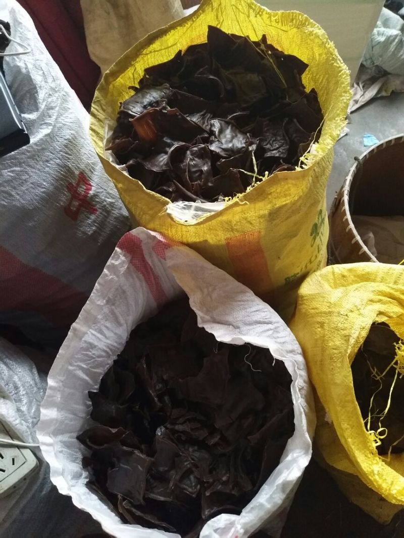 灰豆腐果