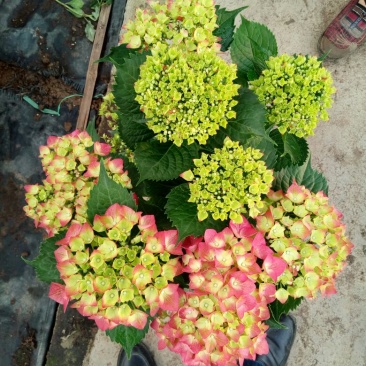 八仙花2cm以下0.5米以下基地直销，各种