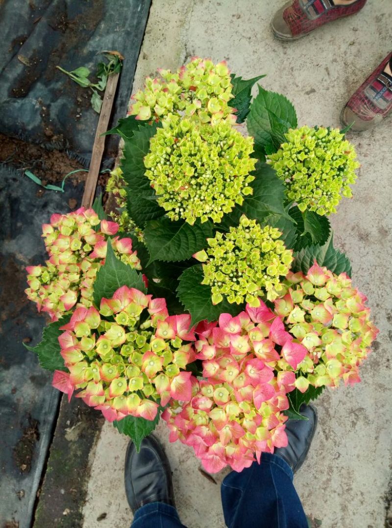 八仙花2cm以下0.5米以下基地直销，各种