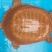 野生甲鱼1~1.5斤