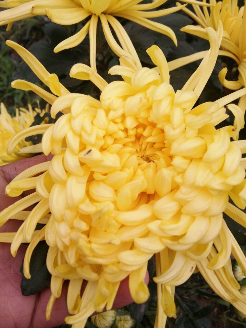 菊花苗