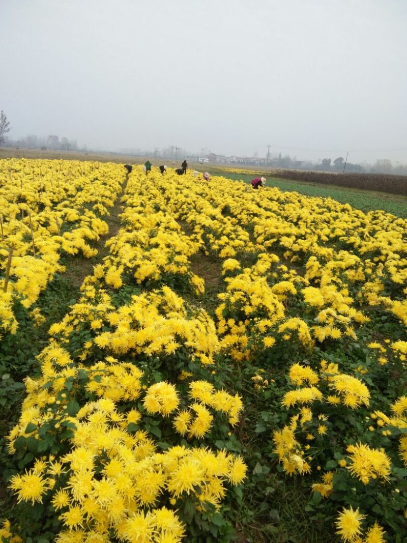 菊花苗