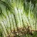 春笋30cm以上