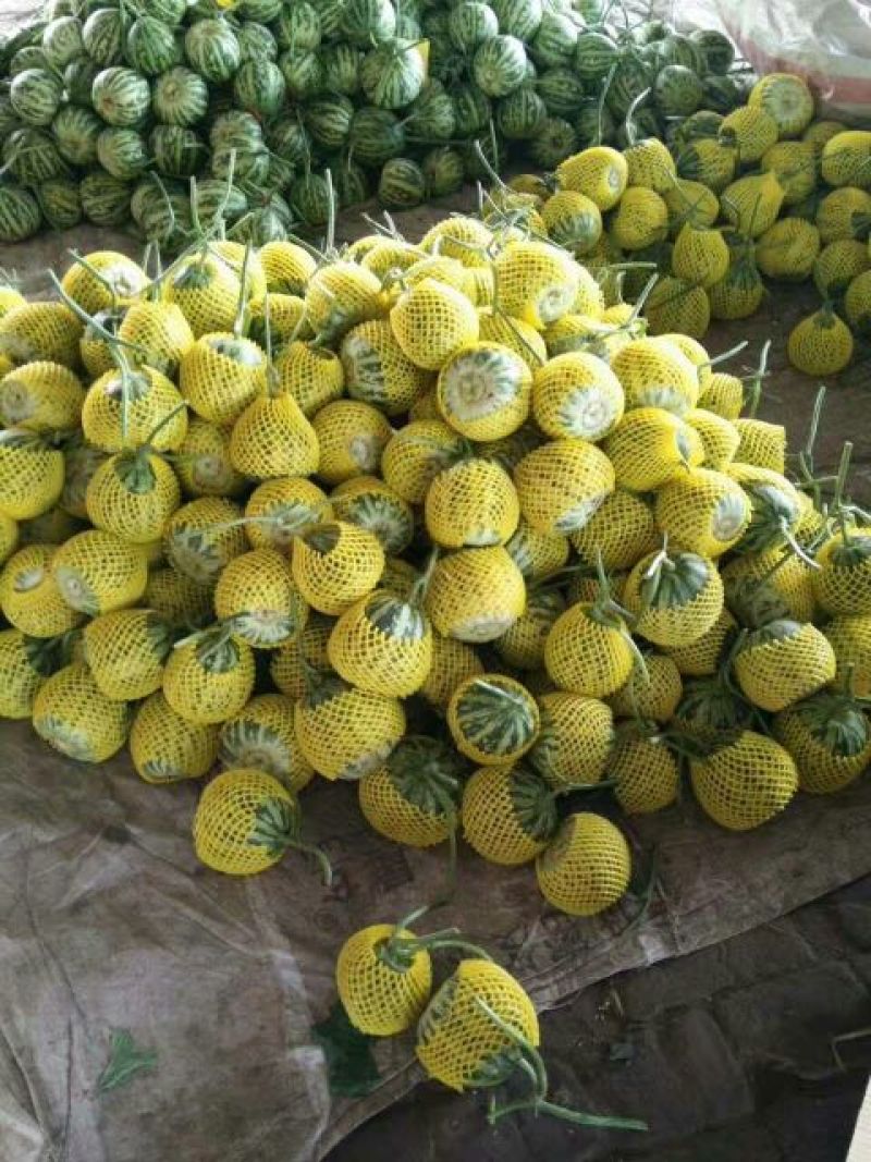花蕾，花美人甜瓜皮薄脆甜，精品1斤左右，专业代收代发