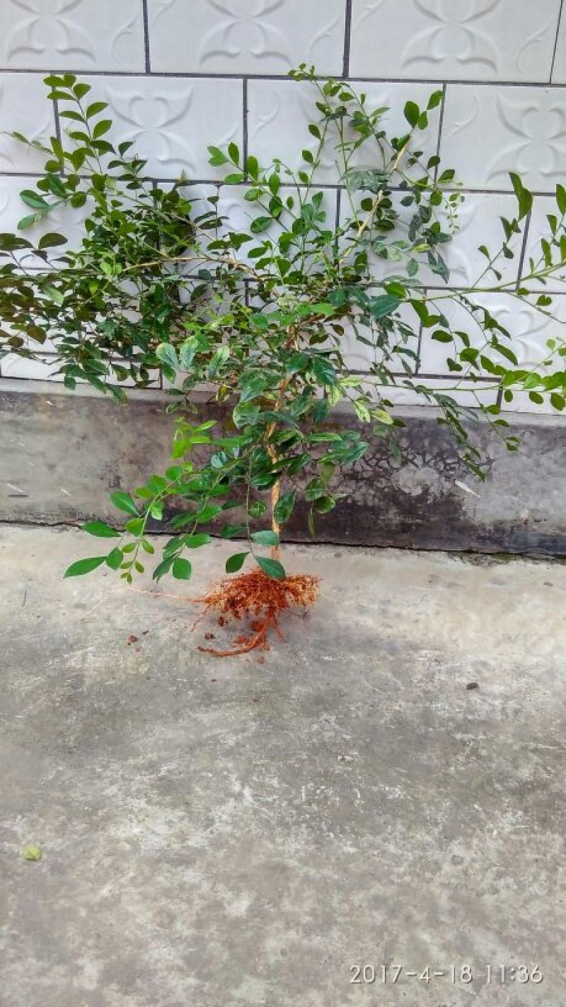 九里香.包邮.产地.广东德庆县.适应性强