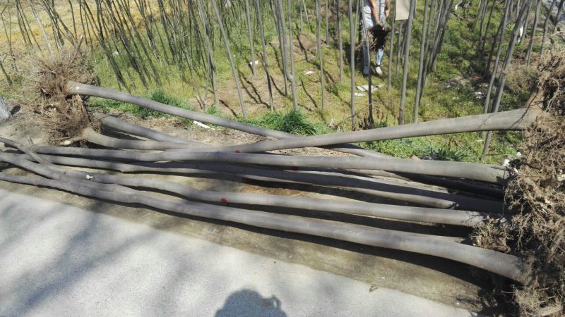 栾树6~8cm4~6cm3~3.5米