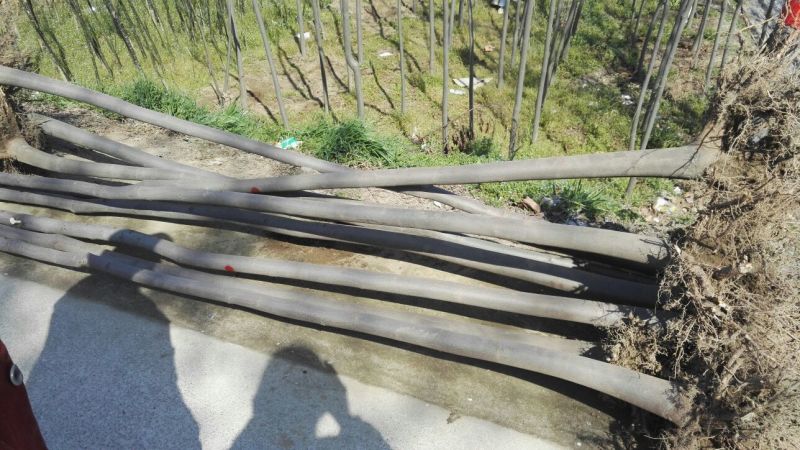 栾树6~8cm4~6cm3~3.5米