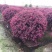 红花继木球70~80cm