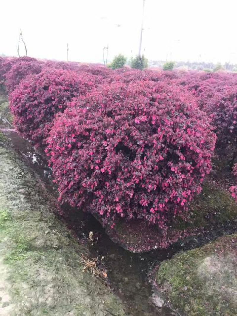 红花继木球70~80cm