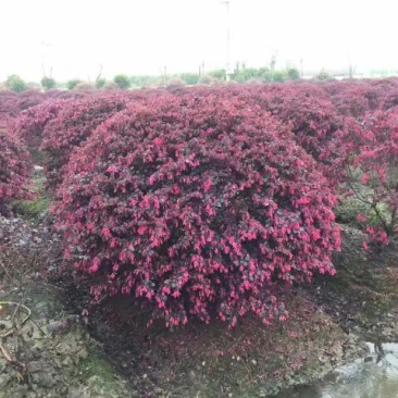 红花继木球70~80cm